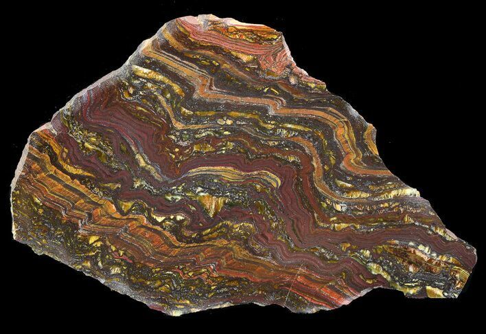 Polished Tiger Iron Stromatolite - ( Billion Years) #42579